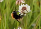 4 Shetland Bee.jpg